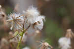 American burnweed